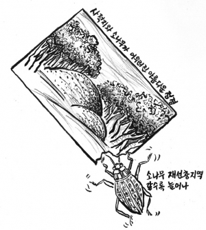 소나무만이 아닌 경주 전체 정경을 갉아먹어…