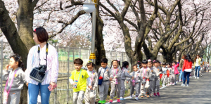 (주)풍산 안강사업장 벚꽃길 지역민에 개방