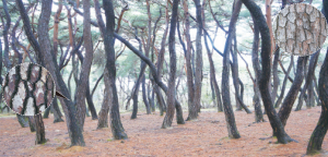 [102]생태 및 농촌경관과 함께 즐기는 삼릉가는 길-문화유산에서 얻은 감동, 사계절 자연경관으로 더욱 배가<倍加> 돼