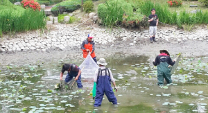 경주시·(사)야생생물관리협회 동경주지회 생태계교란 외래종 황소개구리 퇴치 행사 가져