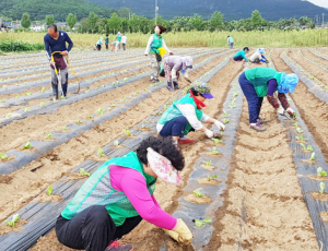 불우이웃돕기 위한 사랑의 배추 심기