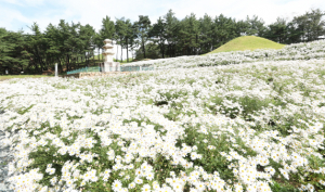 서악고분군에 심은 구절초 ‘절정’ 