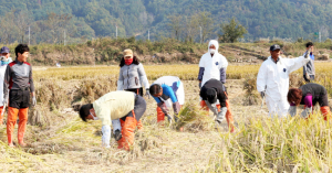 경주시의회 농가 가을걷이 지원 나서