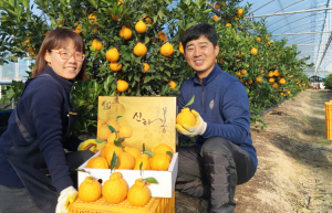 경주 ‘신라봉’ 설 앞두고 본격 출하