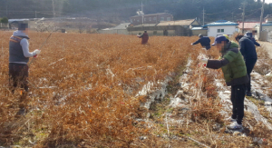 경주보호관찰소 사회봉사명령 대상자 활용 농가 일손 돕기 시작