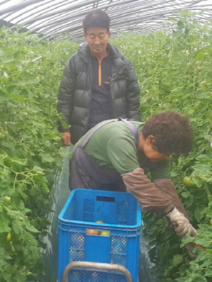 맛과 영양 1등 ‘안강 찰토마토’ 본격 출하