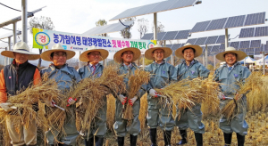 한수원 농가참여형 태양광발전소 첫 벼 수확