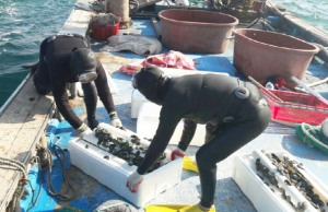 수산자원조성사업으로 전복치패 30만미 방류