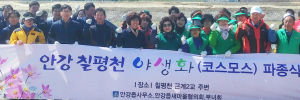 안강 칠평천 둔치 코스모스 야생화 단지 조성