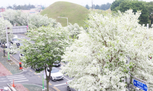 이팝나무 꽃으로 뒤덮인 천년고도 경주