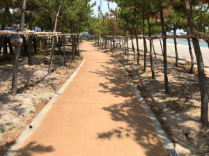경주 양남 관성솔밭해변 테마길 개통
