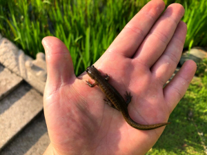 경주 동궁원서 멸종위기 ‘고리도롱뇽’ 발견