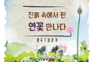 [경주 꽃길 걷기] 진흙 속에서 핀 연꽃 만나다