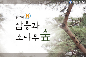 삼릉과 소나무숲