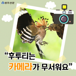 후투티는 카메라가 무서워요