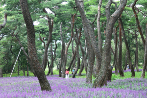 소나무 아래 맥문동 보랏빛으로 물든 경주 황성공원