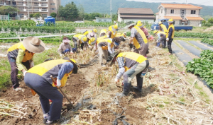후곡 노인자원봉사클럽, 독거노인 농촌일손돕기에 나서다