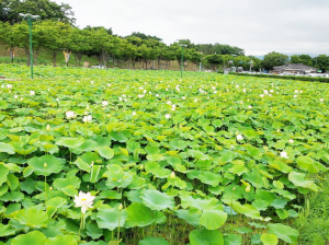 동궁과 월지 옆 연꽃단지에 연꽃 활짝