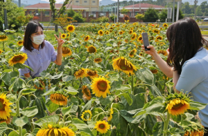 외동읍 입실천, 해바라기 동산 및 깨끗한 친수공간으로 ‘탈바꿈’