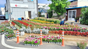 안강4리 마을정원에 다채로운 꽃 만개해 눈길