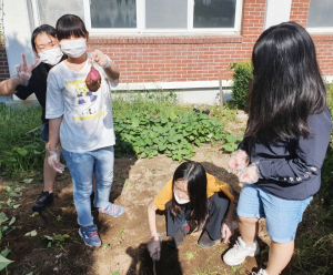 동천초 인성봉사단, 텃밭 먹거리 나누기