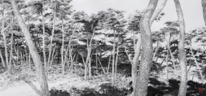 경주신문갤러리[49]-삼릉 솔숲