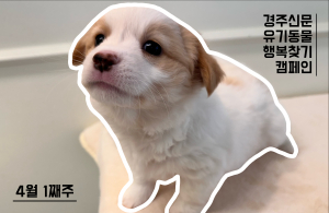 나의 가족이 되어주세요! [공고번호 : 경북-경주-2024-00187]