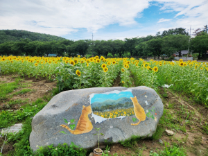 암곡동스마트농민회, 마을 곳곳에 해바라기 식재