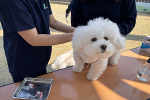 경주시, 4월 한 달간 반려견 광견병 무료 예방접종