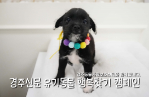 나의 가족이 되어주세요! [공고번호 : 경북-경주-2026-00489]