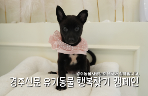 나의 가족이 되어주세요! [공고번호 : 경북-경주-2026-00520]